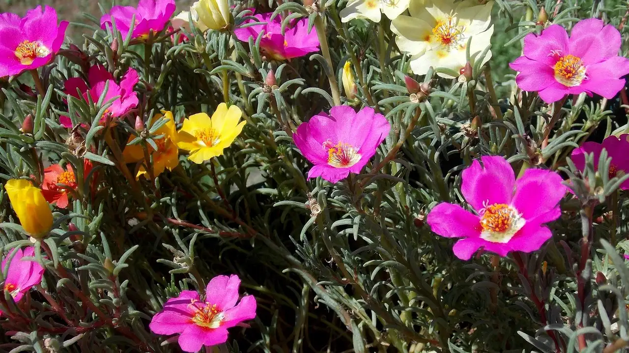 Economiser eau jardin